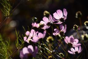 Flowers Nature Plants