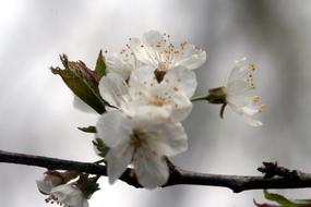 Flower Nature Branch