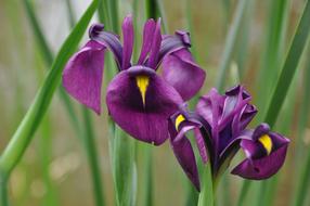 Nature Plants Flowers