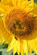 Sunflower Plant Nature