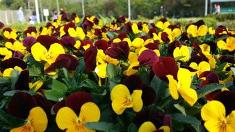 Flowers Garden