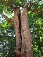 Tree Trunk Nature