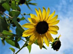 Nature Flora Summer