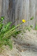 Dandelion Sonchus Oleraceus Bad