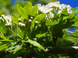 green foliage large white flower