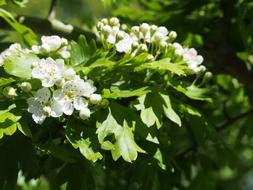 Hawthorn Blossom