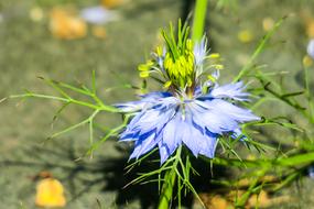 Black Grass Hong Kong Wild Flowers