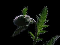 Poppy Klatschmohn Plant