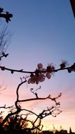 a branch with flowers in the clouds