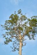 Nature Tree No One