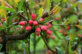 Bush The Buds Chaenomeles