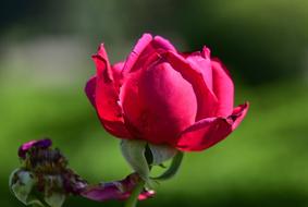 Flower Garden Petals