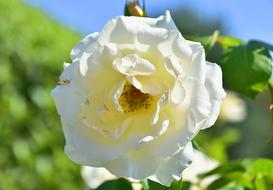 white rose in the garden