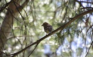 Tree Birds Nature