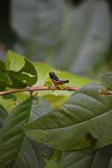 Cricket Nature Green