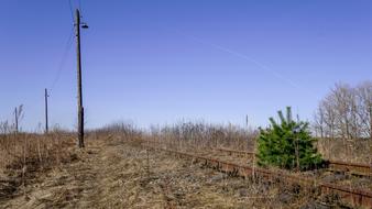 Nature Tree Landscape