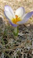 a beautiful flower in the field