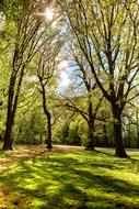 Park Forest Nature