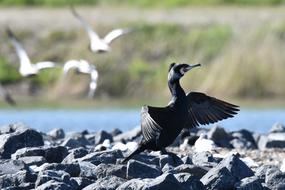 Birds Water Wildlife