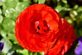 Ranunculus Flower