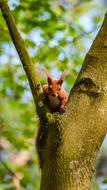 The Squirrel Tree Nature