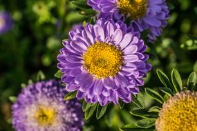 Nature Plant Summer
