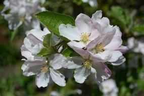 Apple Tree Blossom