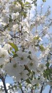 Tree Branch Flower