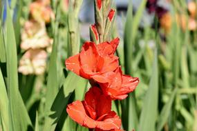 Gladiolus Gladidus Butterfly