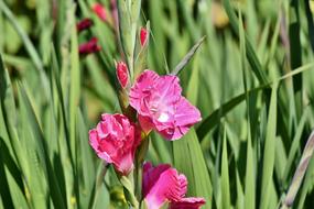 Gladiolus Gladidus Butterfly