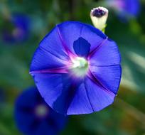 Winds Blue Flower