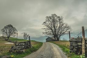 Tree Grass Landscape