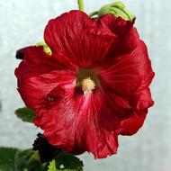 Stock Rose Red Blossom
