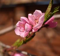 Flower Nature Plant