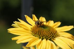 Bee Coneflower Flower