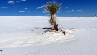 Desert Sands Gypsum Dunes