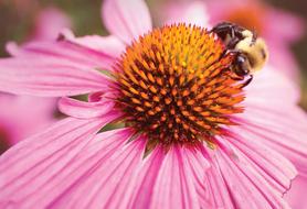 Nature Flower Insect