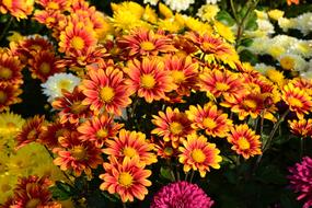 Flower Chichewa Live Vivid Color