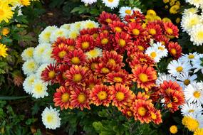 Flower Chichewa Live Vivid Color