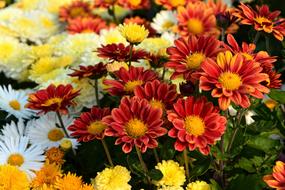 a beautiful bouquet of flowers