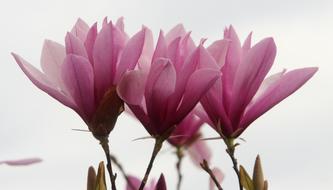 Magnolia Nature Plant