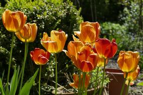 Tulips Flowers Orange