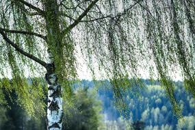 Birch Tree Leaf