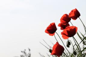 Red Poppy Papaver Rhoeas Flower