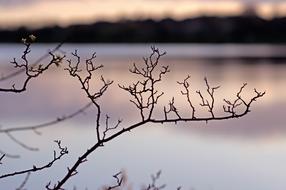 branches tree water