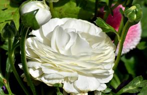 white big flower is beautiful