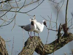 Birds Nature Animals