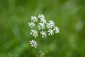Plant Flowers White Small