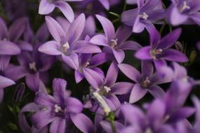 Flower Nature Plant