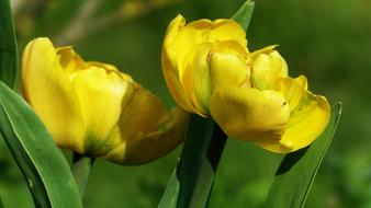 yellow gorgeous two flowers